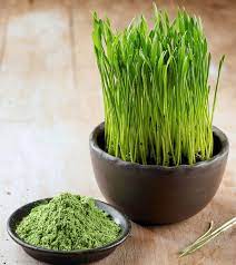 Lilly Rose Wheatgrass